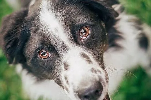 BEY - kochany BORDER COLLIE mix do adopcji.,  mazo