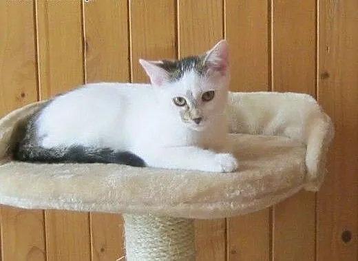 Nel do adopcji!!!, łódzkie Łódź