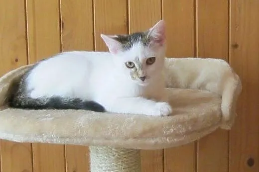 Nel do adopcji!!!,  łódzkie Łódź