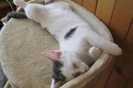 Nel do adopcji!!!,  łódzkie Łódź
