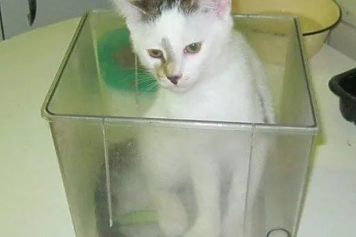 Nel do adopcji!!!,  łódzkie Łódź