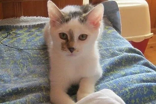 Nel do adopcji!!!,  łódzkie Łódź