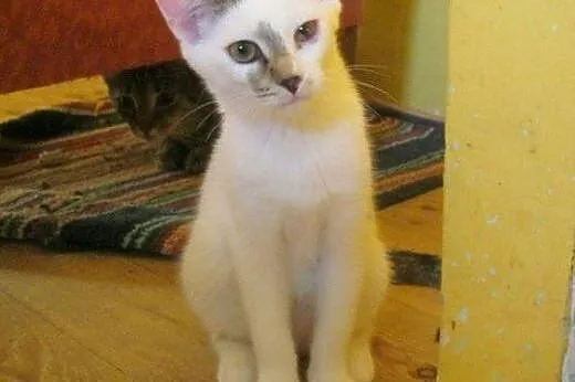 Nel do adopcji!!!,  łódzkie Łódź