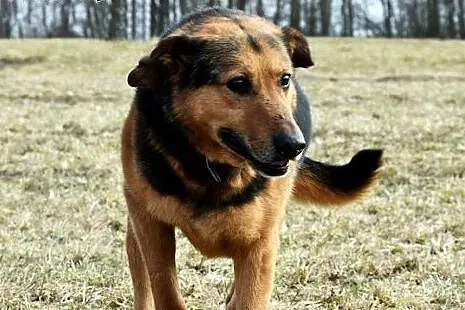 Szron źle znosi pobyt w schronisku daj mu domek po
