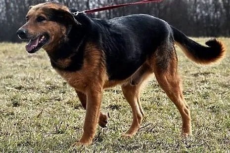 Szron źle znosi pobyt w schronisku daj mu domek po