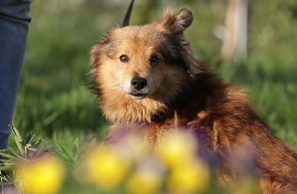 Nakolankowy i DOMOWY Reksio, niekonfliktowy psiak do adopcji!, Mazowieckie, Warszawa