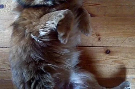 Nakolankowy i DOMOWY Reksio, niekonfliktowy psiak do adopcji!, Mazowieckie, Warszawa