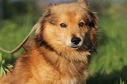 Nakolankowy i DOMOWY Reksio, niekonfliktowy psiak do adopcji!, Mazowieckie, Warszawa