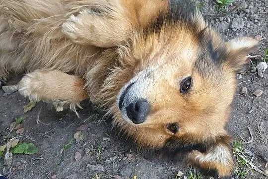 Nakolankowy i DOMOWY Reksio, niekonfliktowy psiak do adopcji!, Mazowieckie, Warszawa