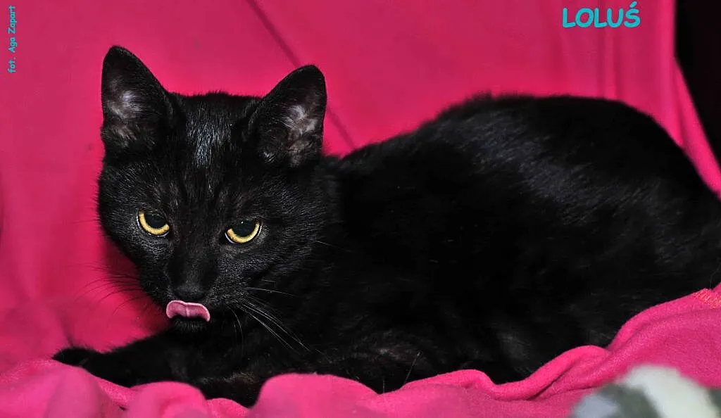 8,5 miesięczny kocurek Loluś do adopcji !