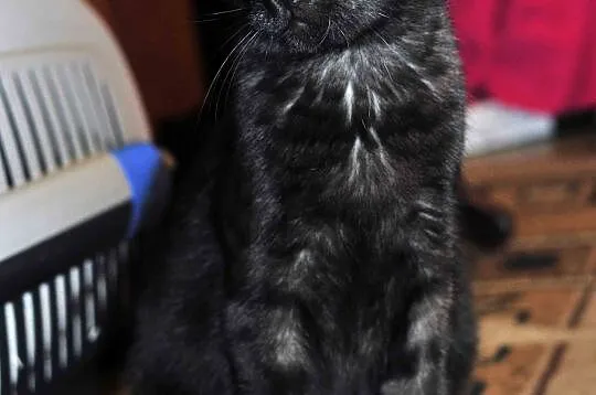 8,5  miesięczny kocurek Loluś do adopcji !