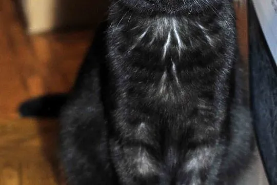 8,5  miesięczny kocurek Loluś do adopcji !