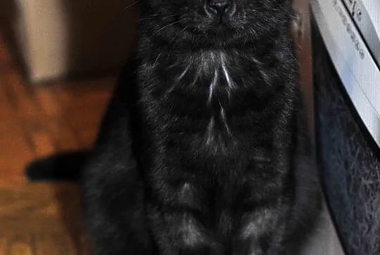 8,5  miesięczny kocurek Loluś do adopcji !