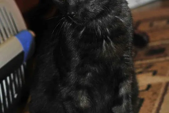 8,5  miesięczny kocurek Loluś do adopcji !