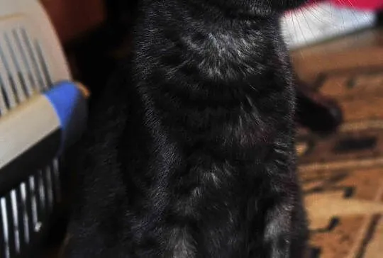 8,5  miesięczny kocurek Loluś do adopcji !