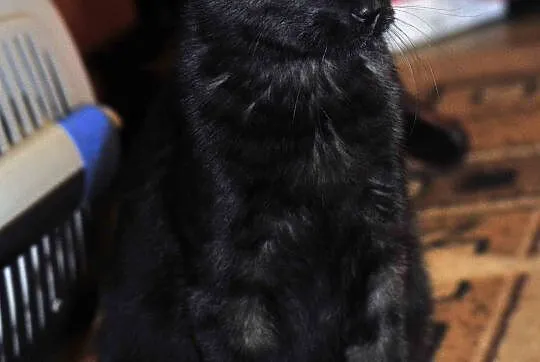8,5  miesięczny kocurek Loluś do adopcji !
