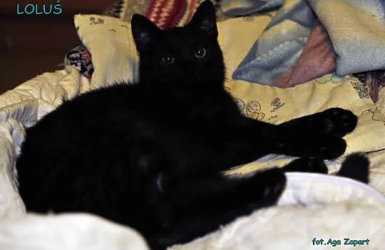 8,5  miesięczny kocurek Loluś do adopcji !