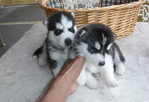 Białe szczenięta Siberian husky , Husky cała Pols