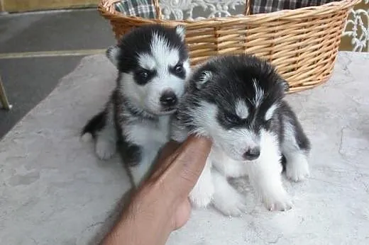 Białe szczenięta Siberian husky ,  Husky cała Pols
