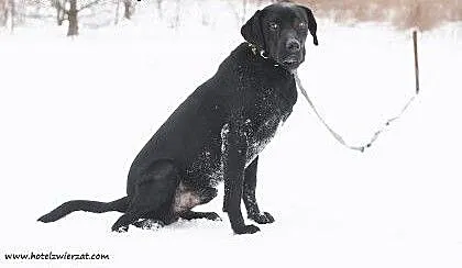 Piękny czarny pies w typie labradora prosi o dom,