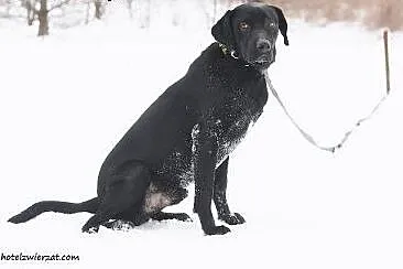 Piękny czarny pies w typie labradora prosi o dom, 