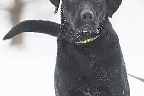 Piękny czarny pies w typie labradora prosi o dom, 