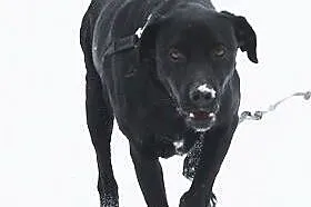 Piękny czarny pies w typie labradora prosi o dom, 