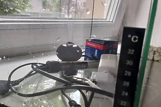Akwarium około 40 litrów, Śląskie, Bieruń