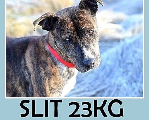 24kg,średni,amstaff mix,łagodny,tulaśny piesek SŁI