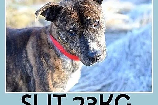 24kg,średni,amstaff mix,łagodny,tulaśny piesek SŁI
