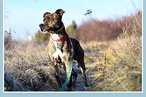 24kg,średni,amstaff mix,łagodny,tulaśny piesek SŁI