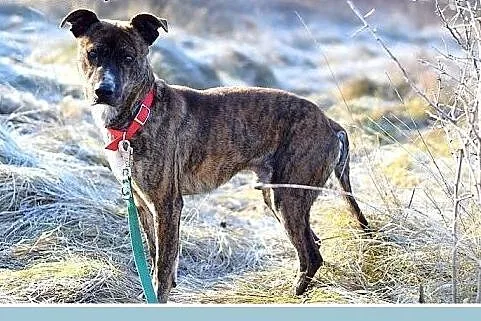 24kg,średni,amstaff mix,łagodny,tulaśny piesek SŁI