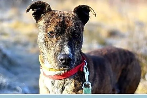 24kg,średni,amstaff mix,łagodny,tulaśny piesek SŁI