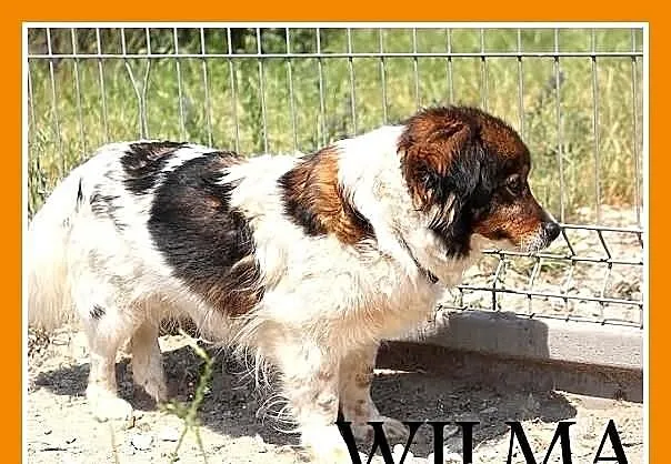 WILMA-mała 8kg,puszysta,łagodna,spokojna,grzeczna