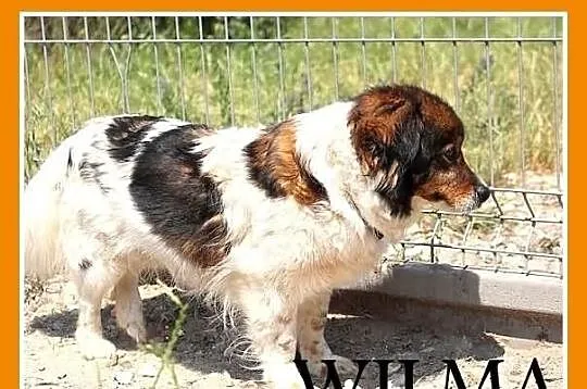 WILMA-mała 8kg,puszysta,łagodna,spokojna,grzeczna 