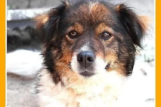 WILMA-mała 8kg,puszysta,łagodna,spokojna,grzeczna 