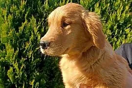 Suczka Golden retriever złota