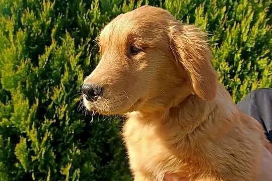 Suczka Golden retriever złota
