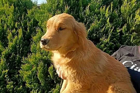 Suczka Golden retriever złota, Śląskie, Myszków
