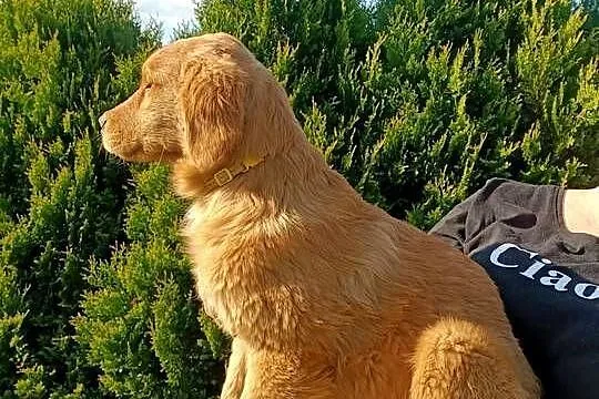 Suczka Golden retriever złota, Śląskie, Myszków