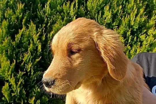 Suczka Golden retriever złota, Śląskie, Myszków