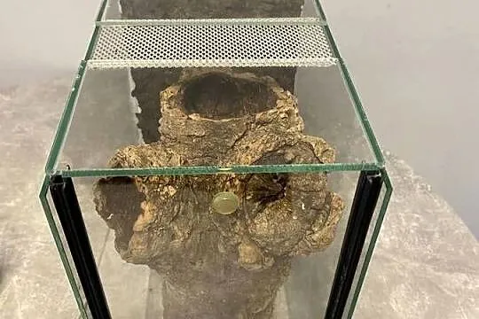 Terrarium 20/25/30, Śląskie, Sosnowiec