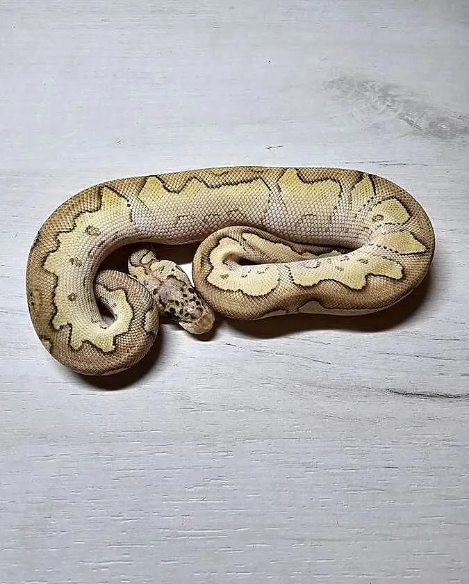 Pyton królewski python regius samiec, Dolnośląskie, Wrocław
