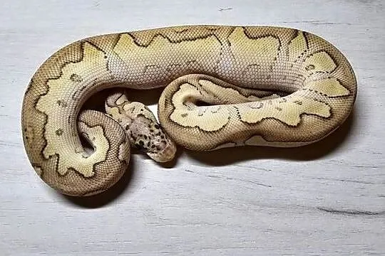 Pyton królewski python regius samiec, Dolnośląskie, Wrocław