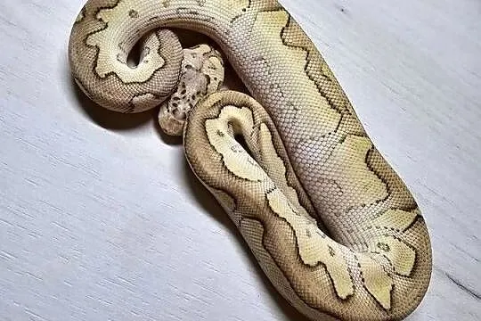 Pyton królewski python regius samiec, Dolnośląskie, Wrocław