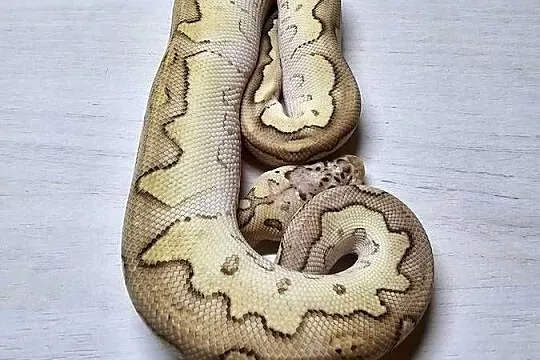 Pyton królewski python regius samiec, Dolnośląskie, Wrocław