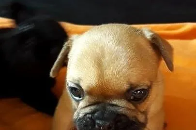 BULDOG FRANCUSKI, Dolnośląskie, Świdnica