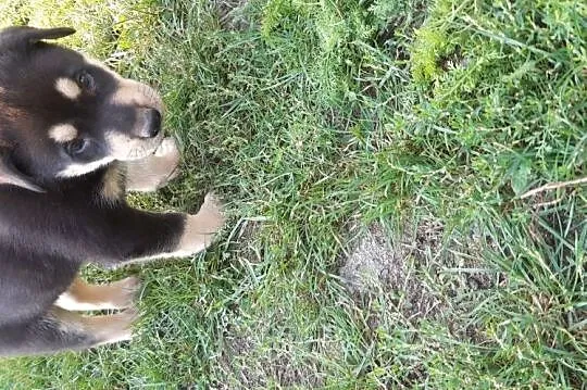 Oddam śliczne szczeniaki,  dolnośląskie Oborniki Śląskie, 