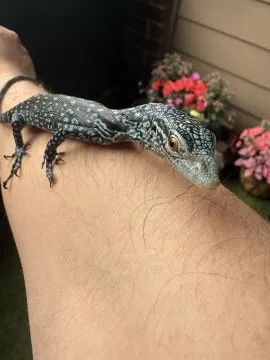 Varanus macraei  or Blue tree monitors for sale on Native Exotics Europe, , Mazurowice
