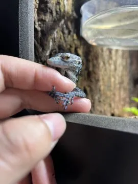 Varanus macraei  or Blue tree monitors for sale on Native Exotics Europe